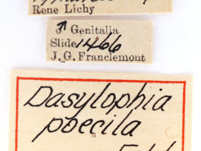 label view of adult Pentobesa poecila