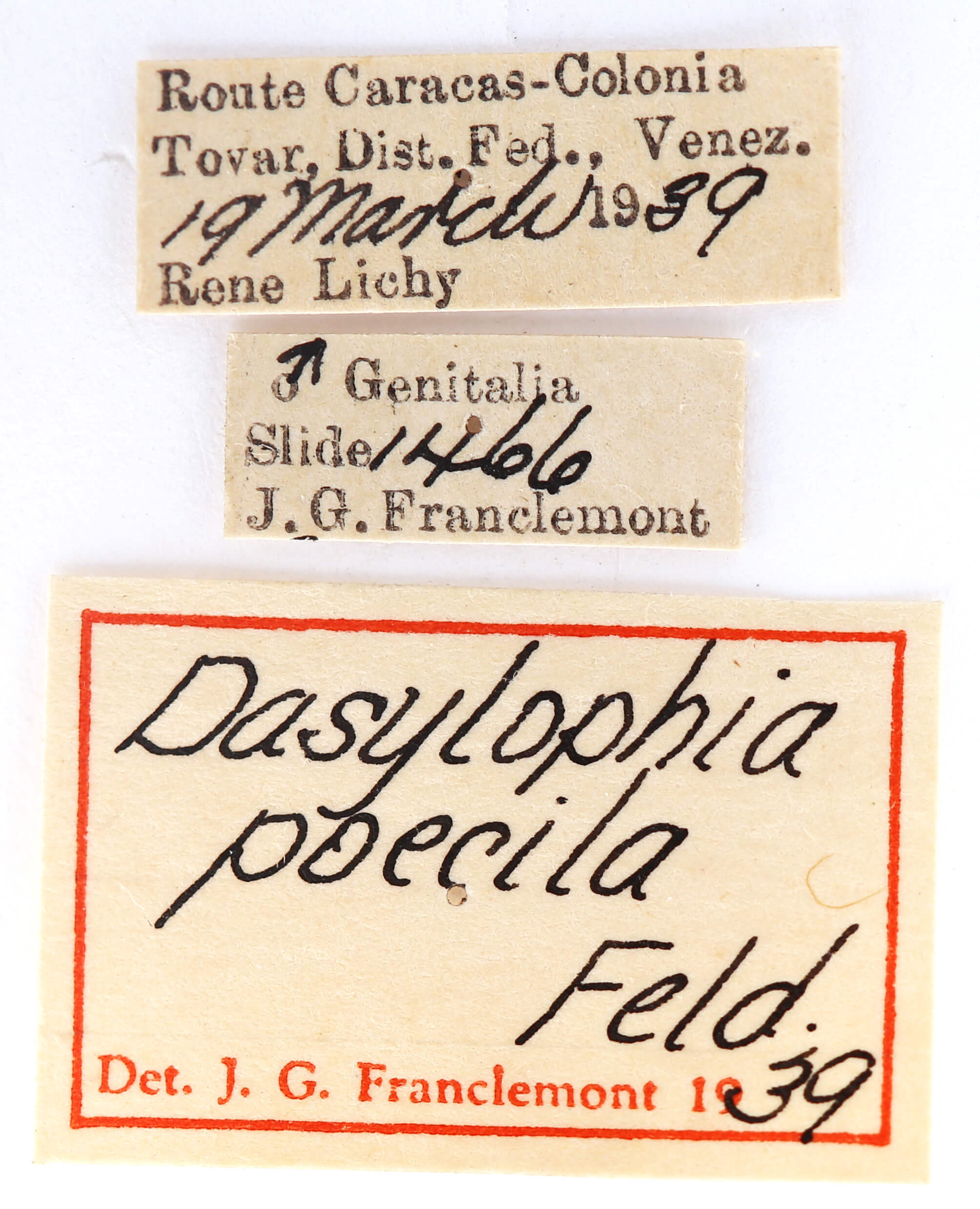 label view of adult Pentobesa poecila
