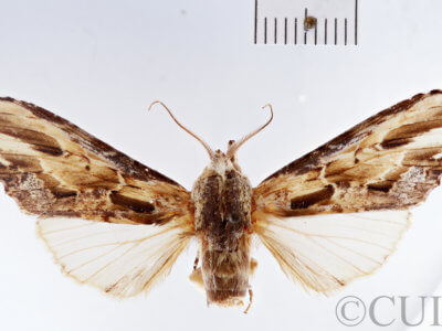 dorsal view of adult Pentobesa typhon