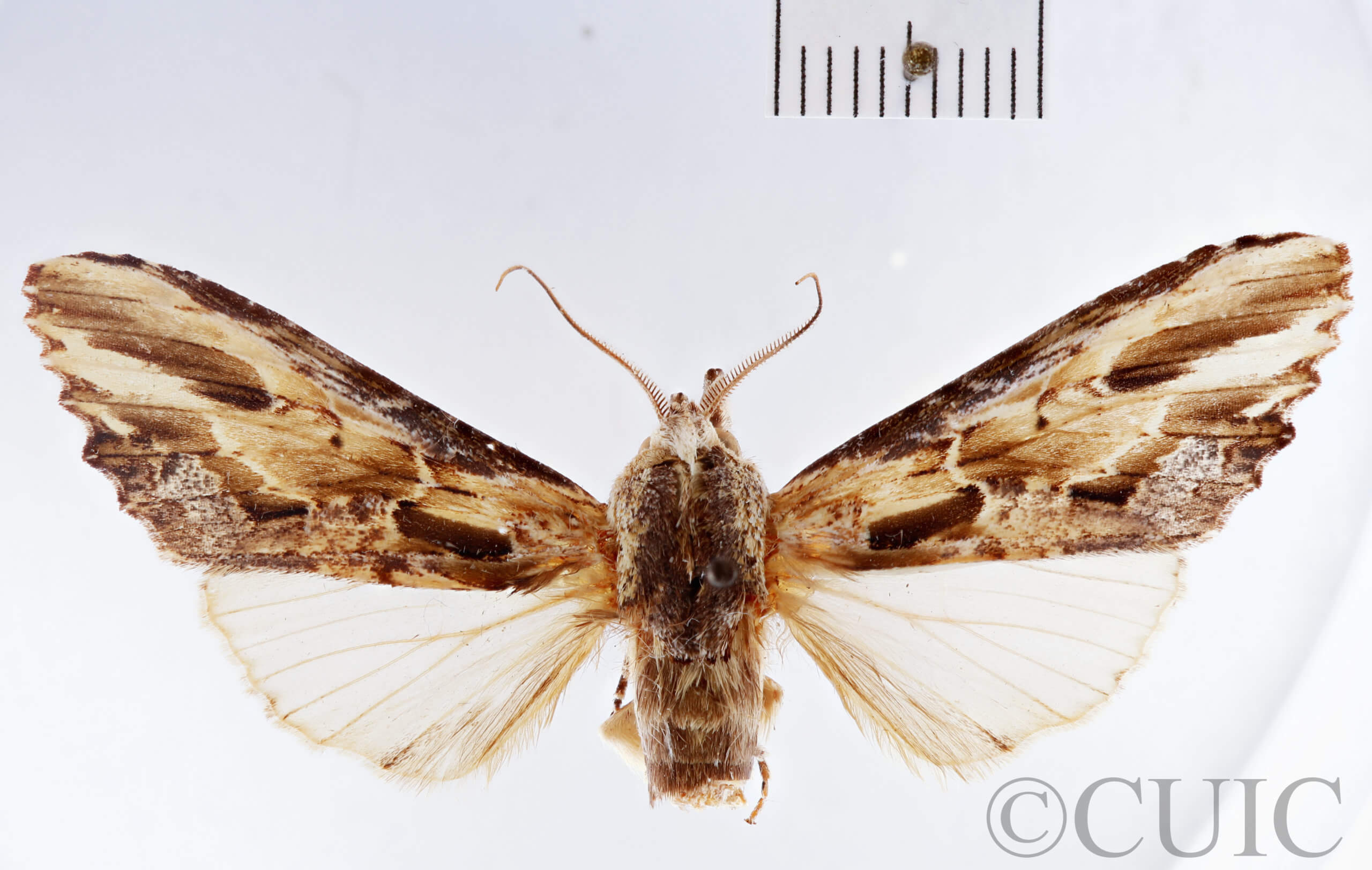 dorsal view of adult Pentobesa typhon