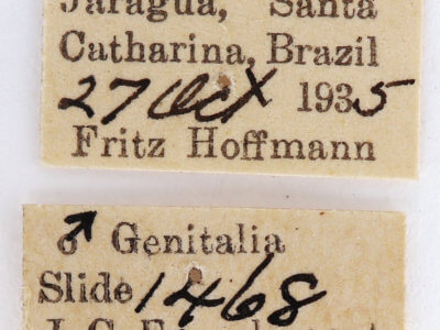 label view of adult Pentobesa typhon