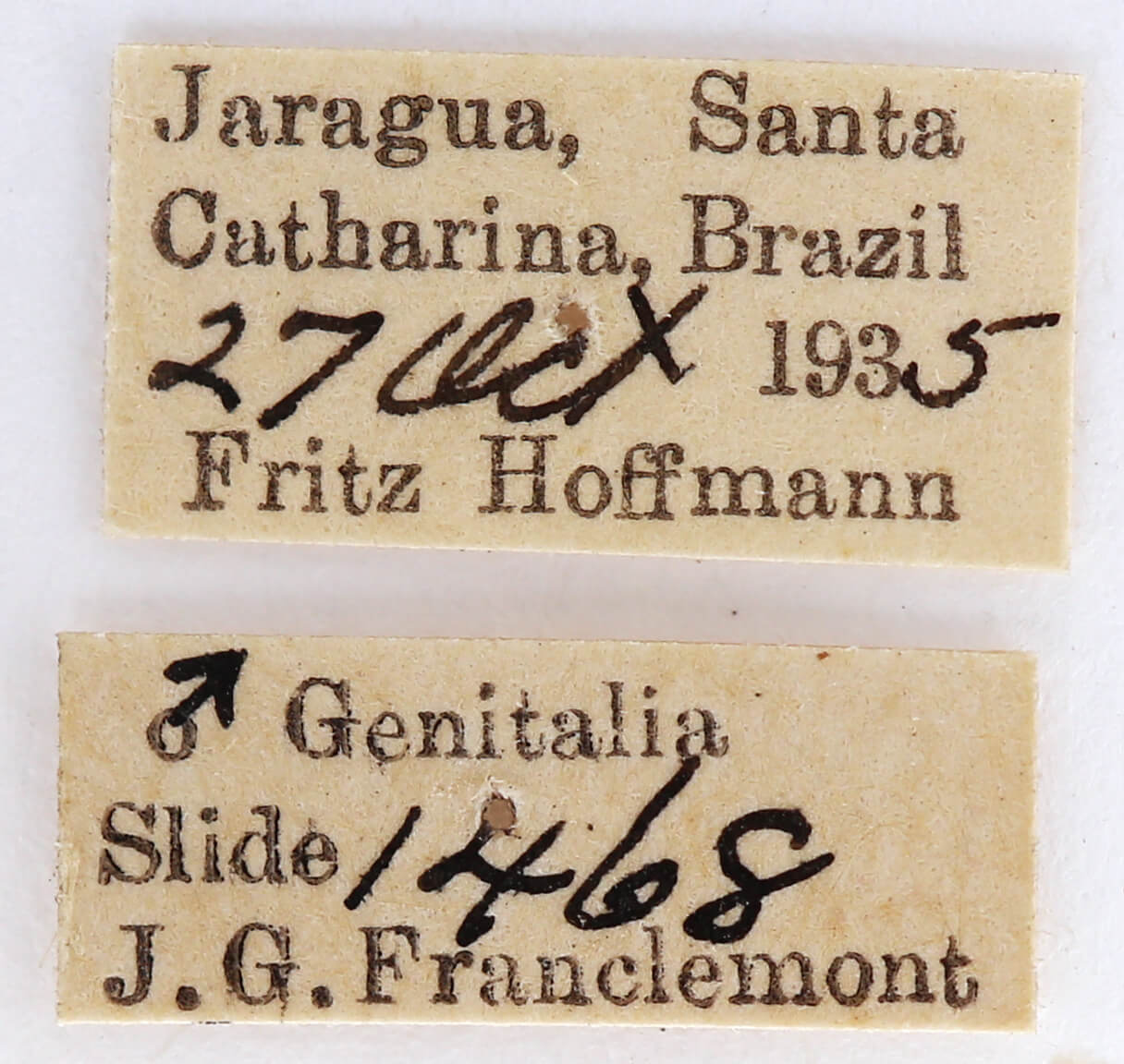 label view of adult Pentobesa typhon