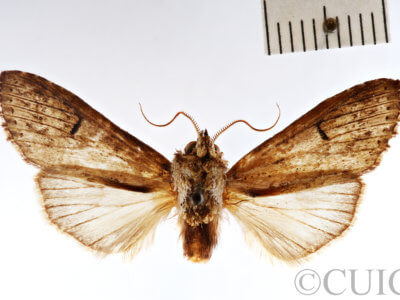 dorsal view of adult Pentobesa