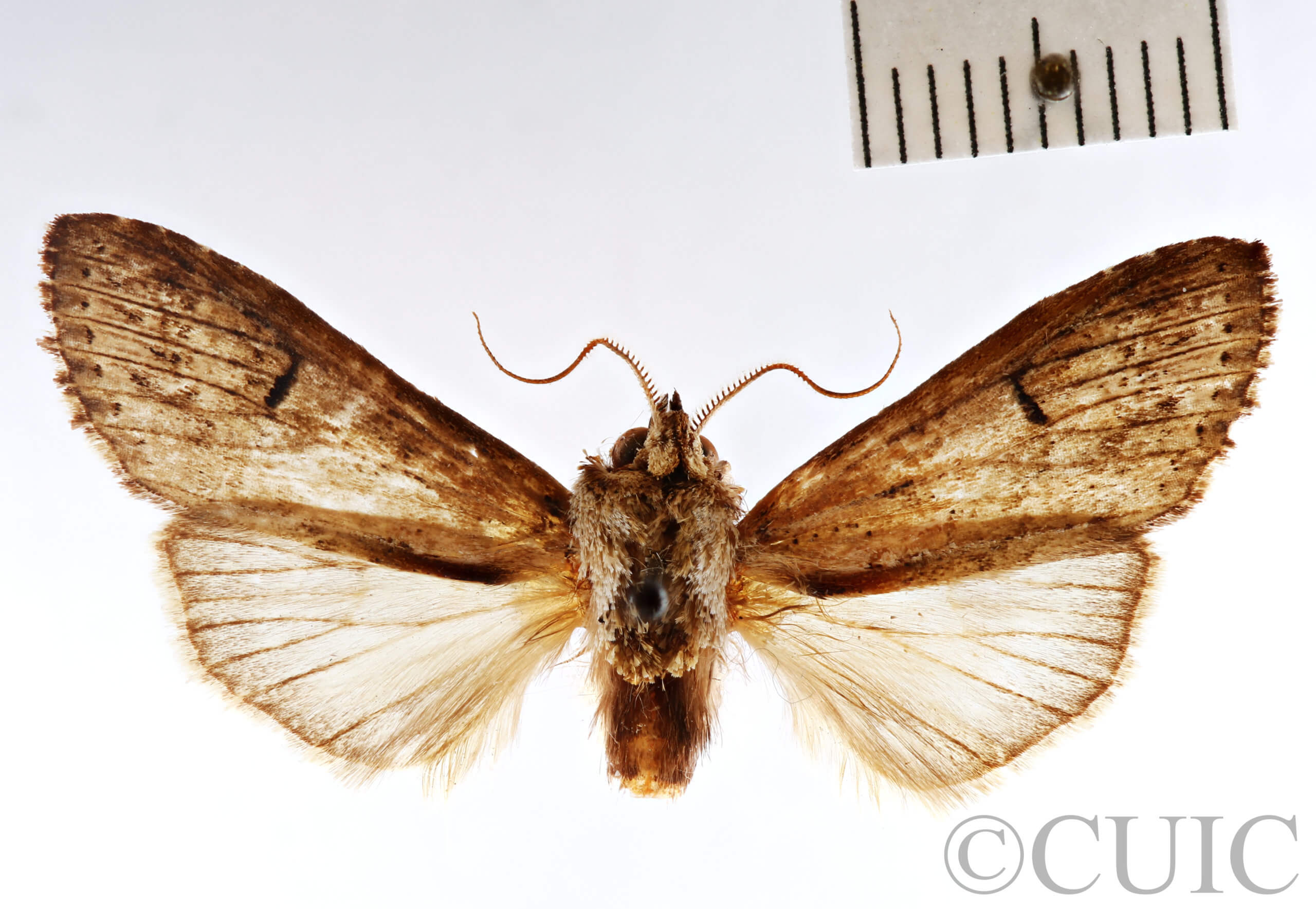 dorsal view of adult Pentobesa