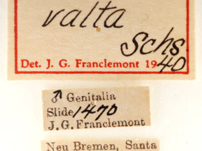 label view of adult Pentobesa