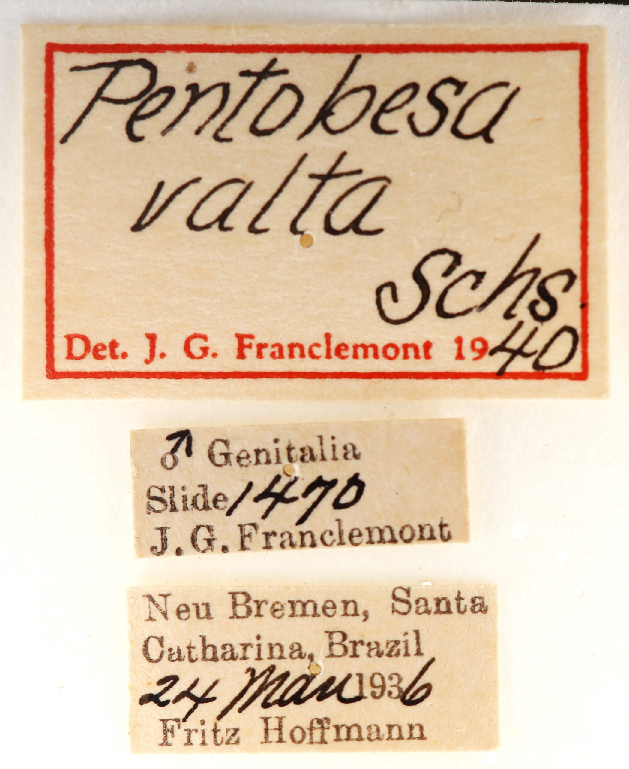 label view of adult Pentobesa