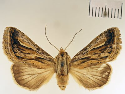 dorsal view of adult Lepasta bractea