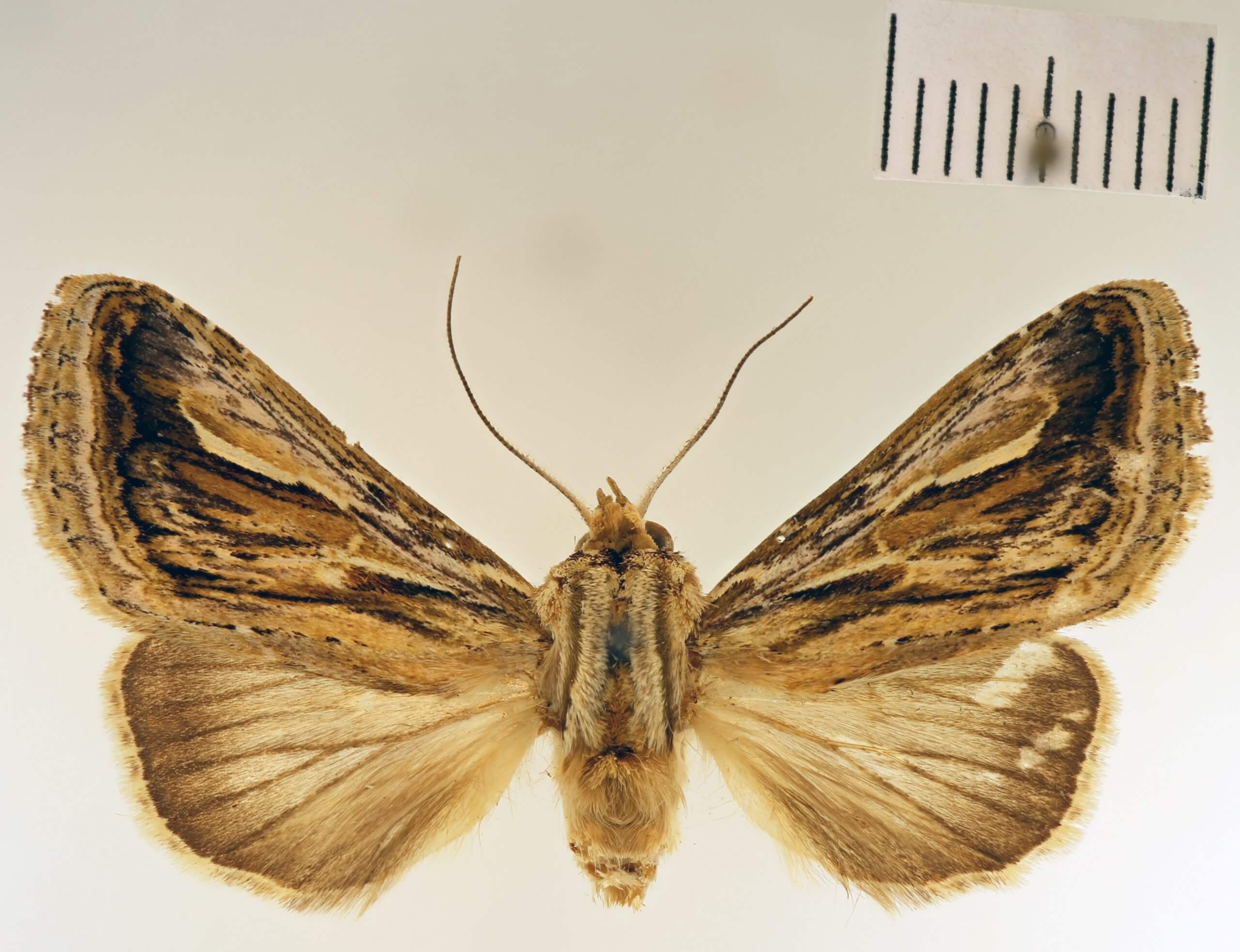 dorsal view of adult Lepasta bractea