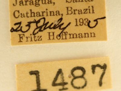 label view of adult Lepasta bractea