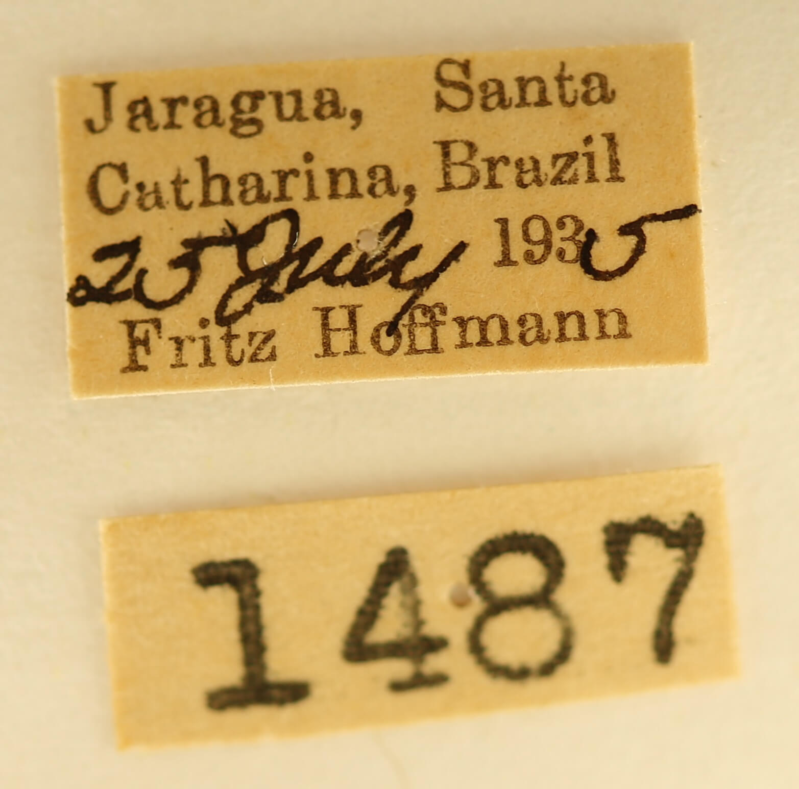 label view of adult Lepasta bractea