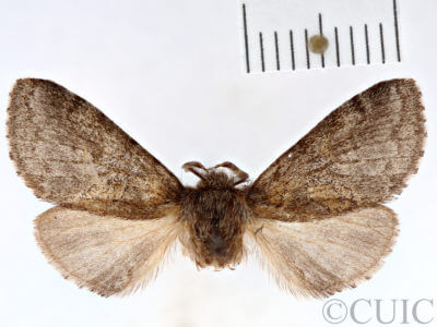 dorsal view of adult Gluphisia septentrionis
