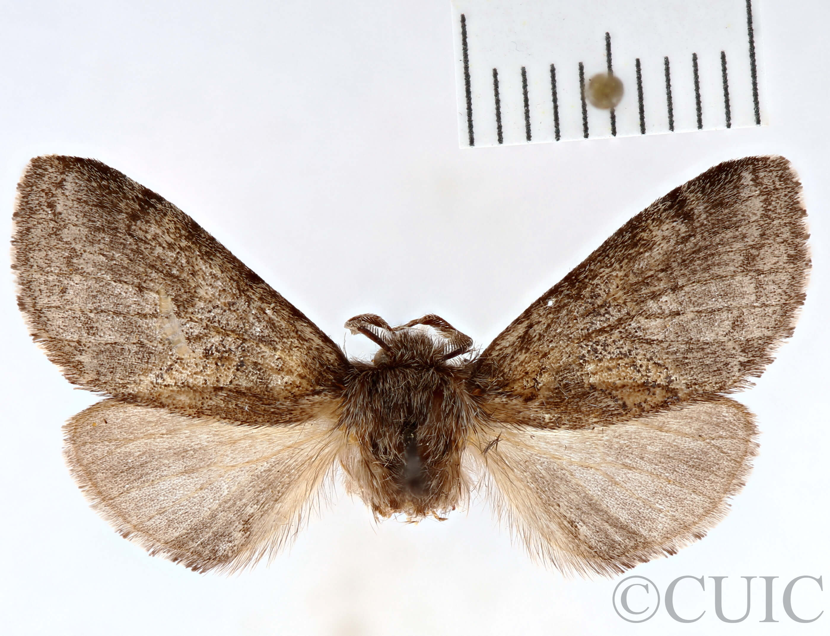 dorsal view of adult Gluphisia septentrionis