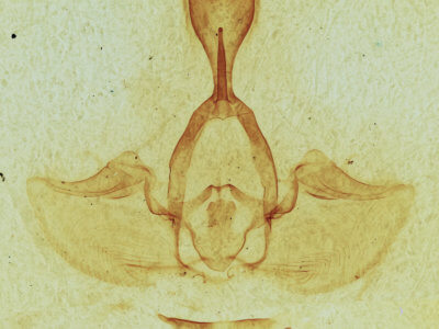 genitalia view of adult Gluphisia septentrionis