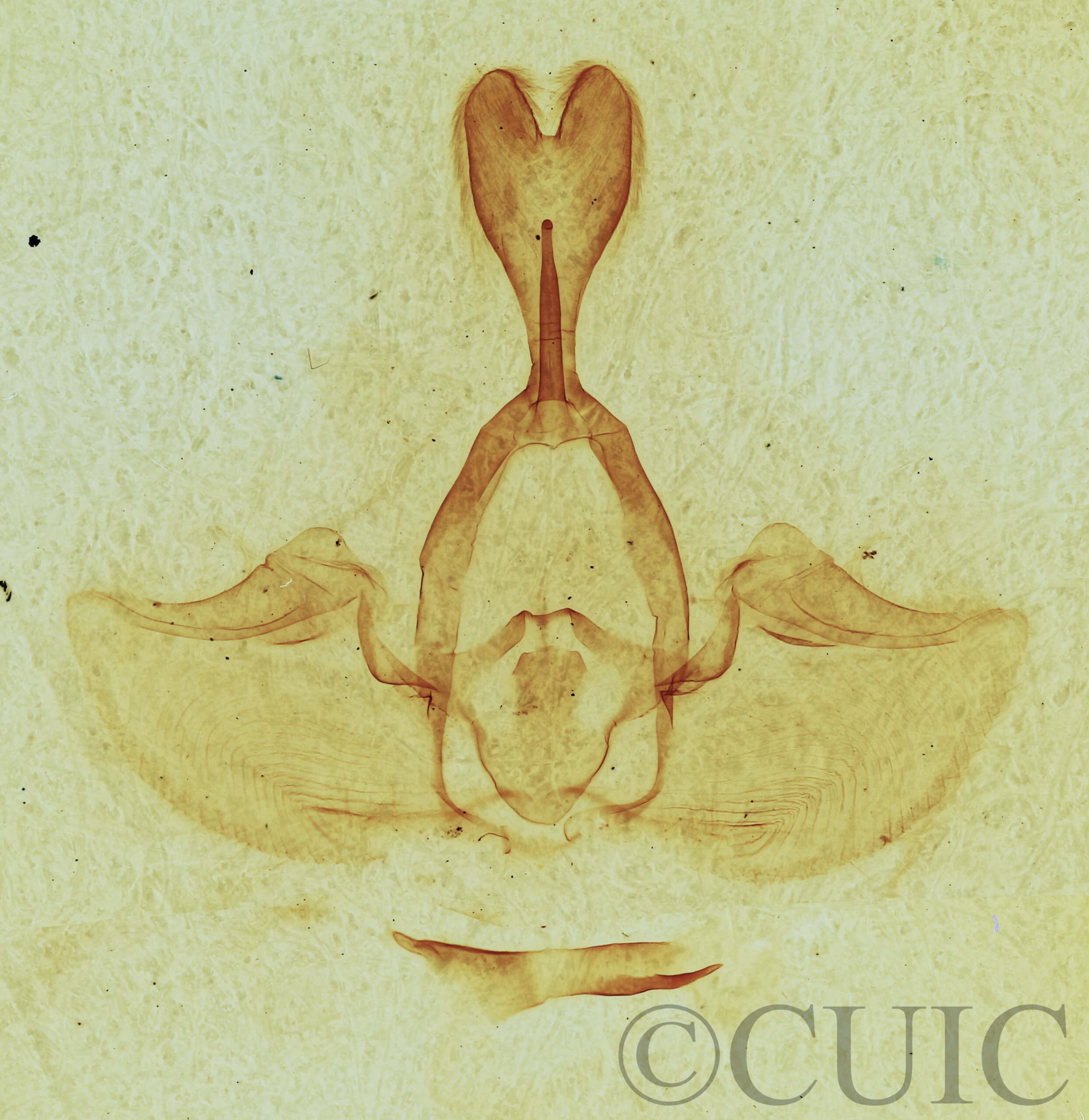 genitalia view of adult Gluphisia septentrionis
