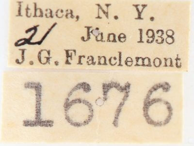 label view of adult Gluphisia septentrionis