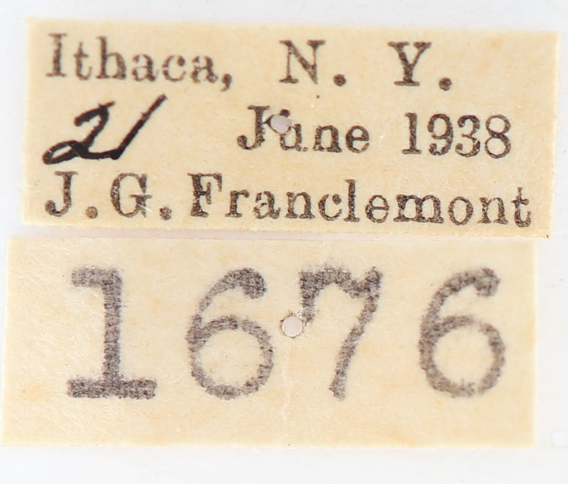 label view of adult Gluphisia septentrionis