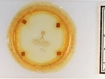 slide view of adult Gluphisia septentrionis