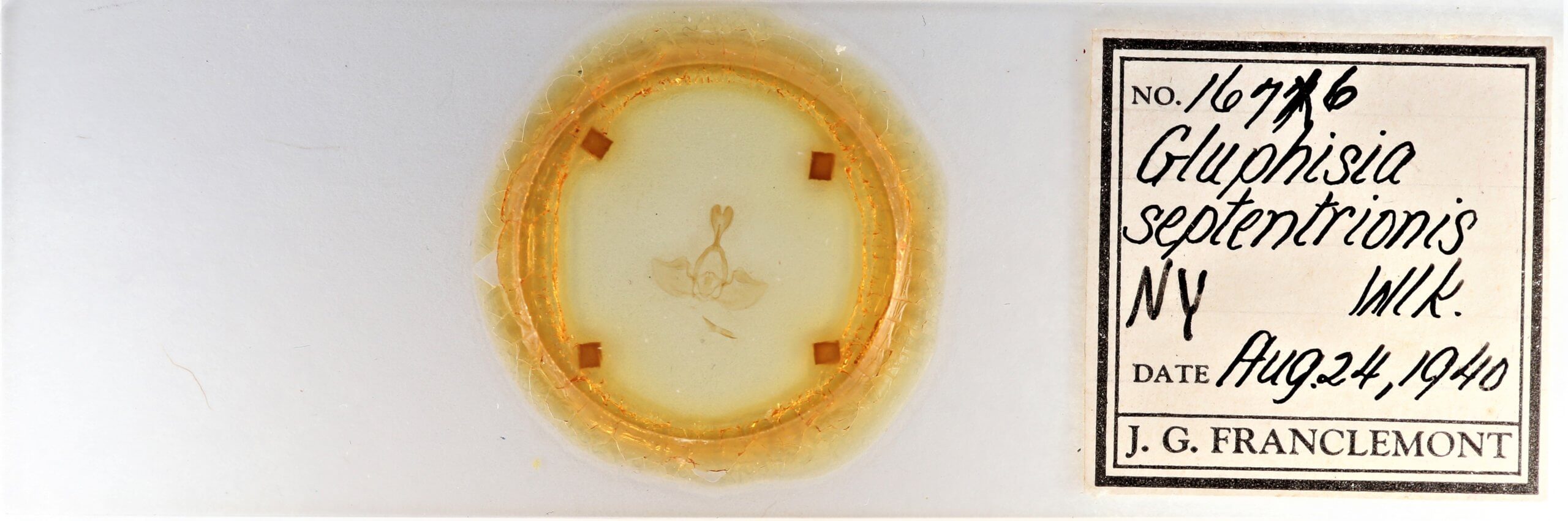 slide view of adult Gluphisia septentrionis