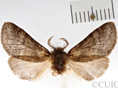 dorsal view of adult Gluphisia septentrionis