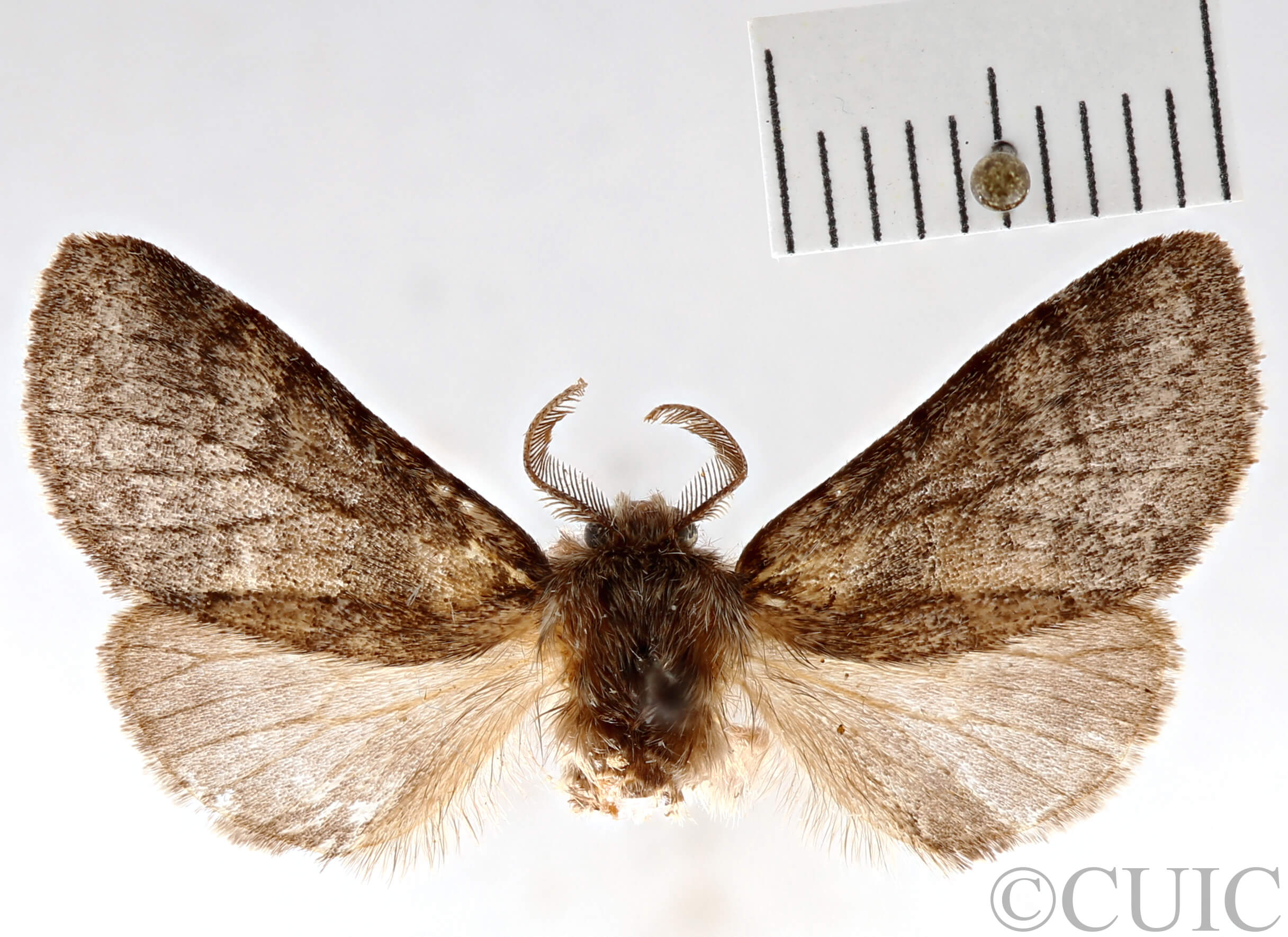 dorsal view of adult Gluphisia septentrionis