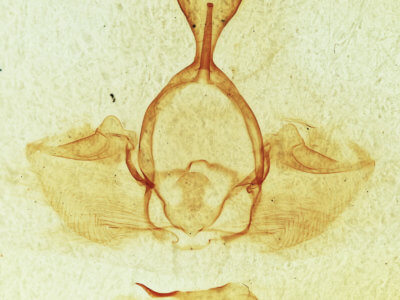 genitalia view of adult Gluphisia septentrionis