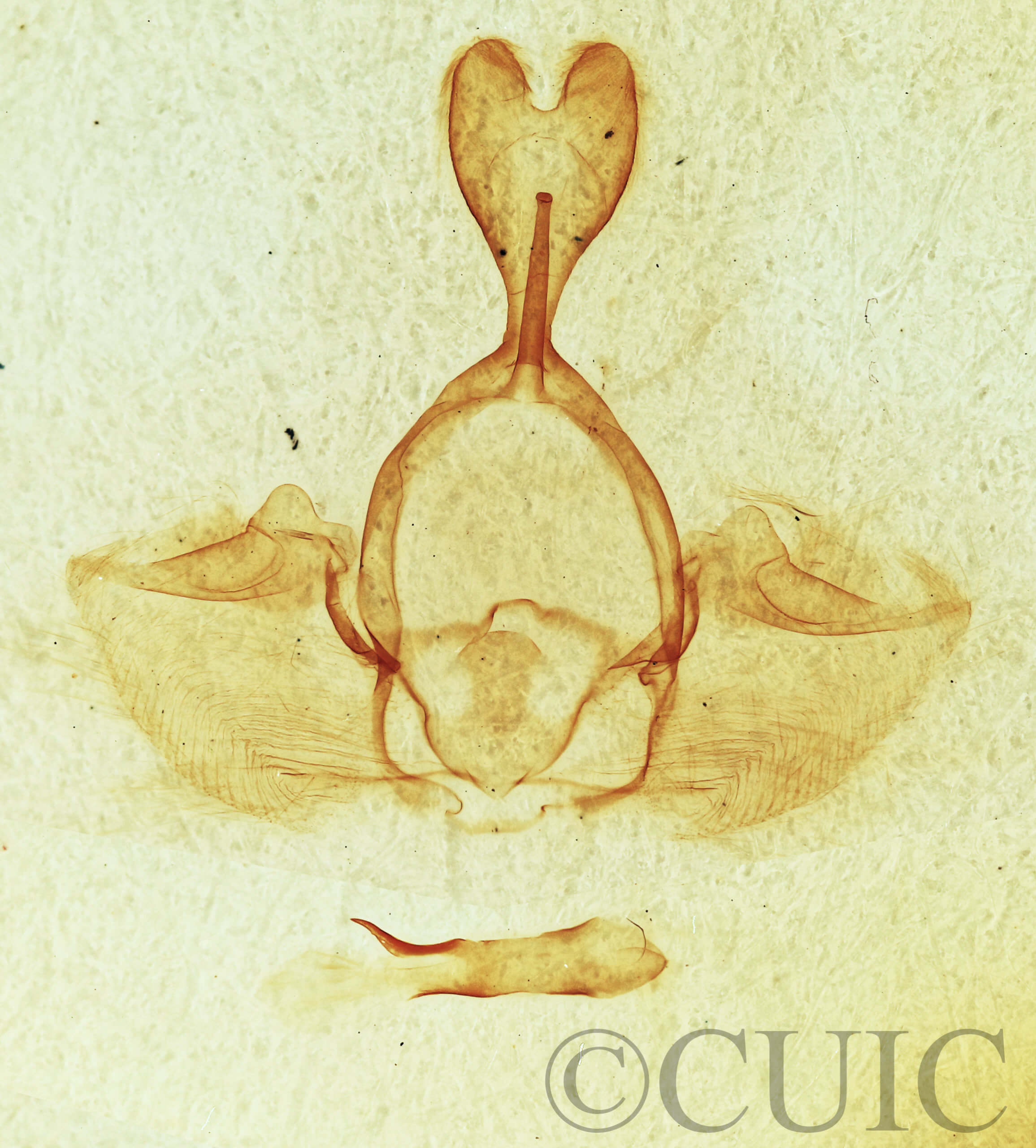 genitalia view of adult Gluphisia septentrionis
