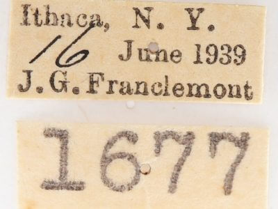 label view of adult Gluphisia septentrionis