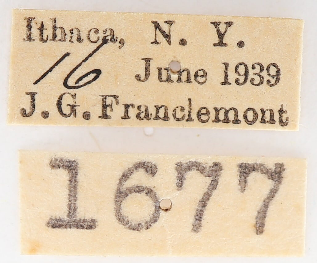 label view of adult Gluphisia septentrionis