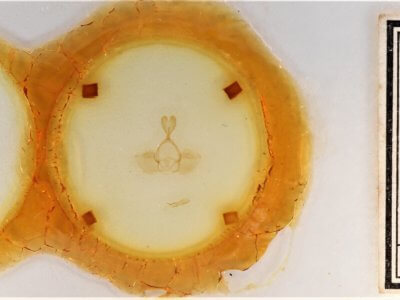 slide view of adult Gluphisia septentrionis