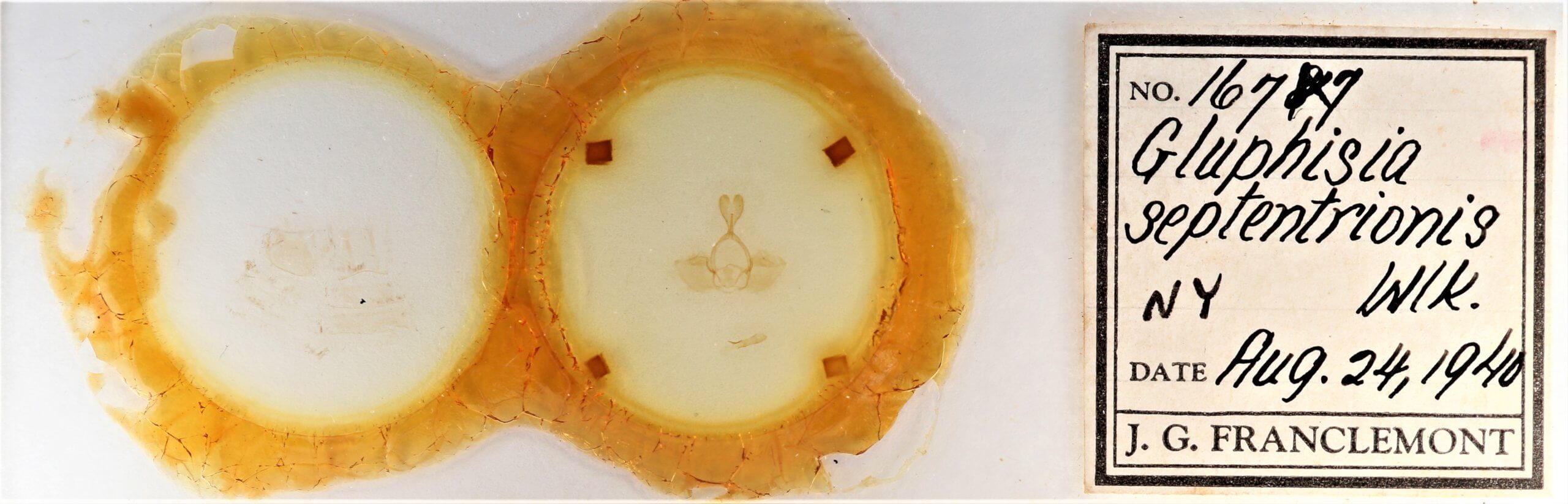 slide view of adult Gluphisia septentrionis