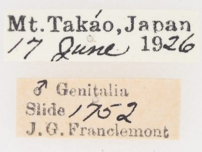 label view of adult Chytonix albonotata