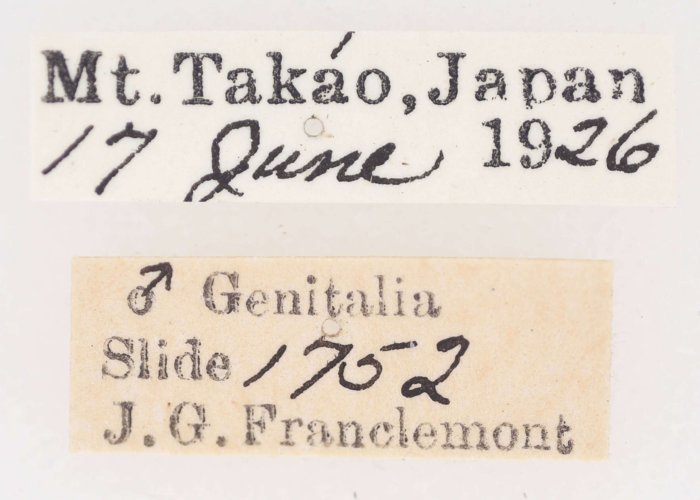 label view of adult Chytonix albonotata