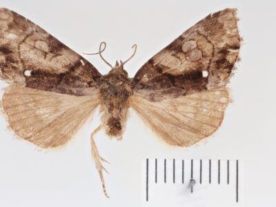 dorsal view of adult Chytonix albonotata