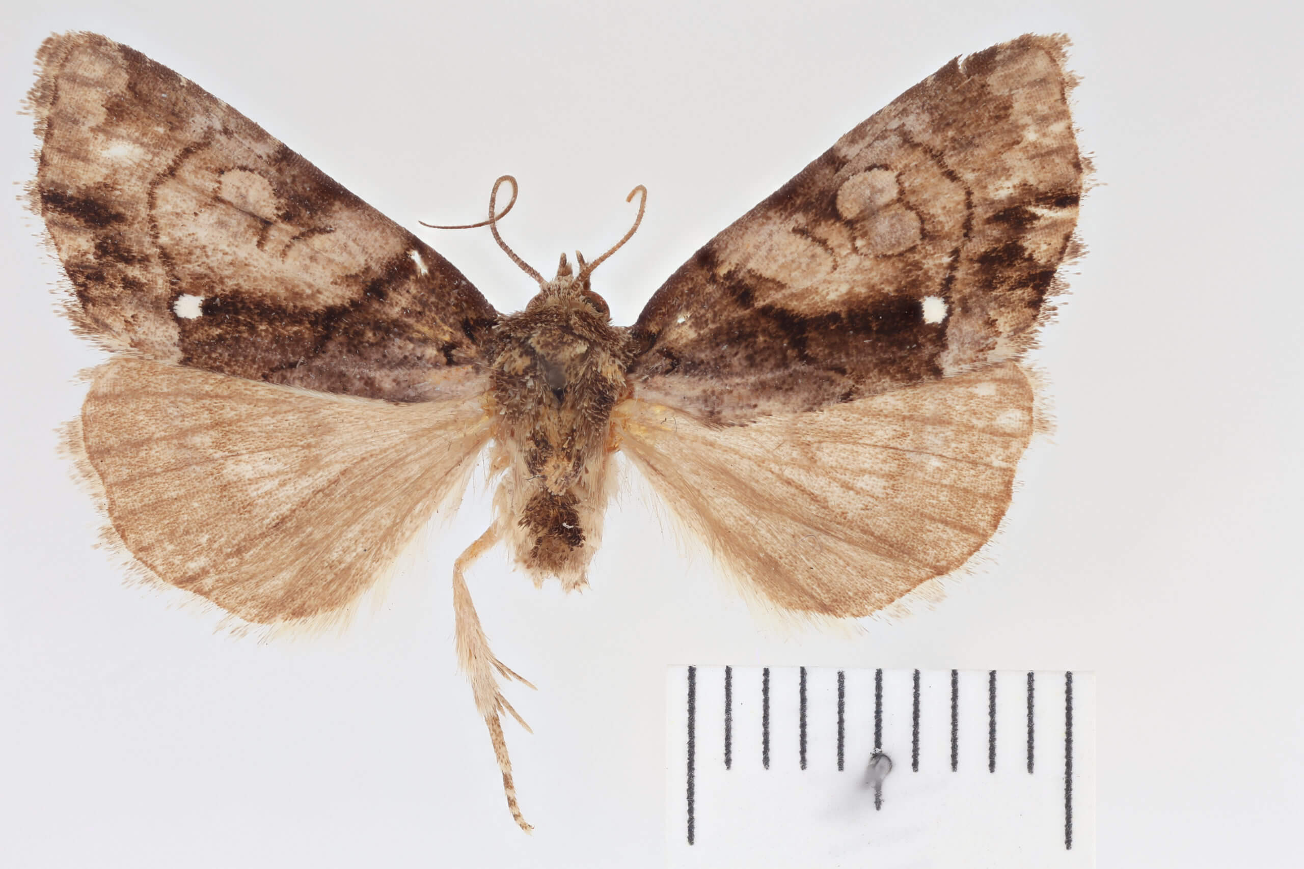 dorsal view of adult Chytonix albonotata