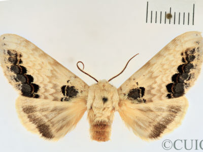 dorsal view of adult Phalera flavescens