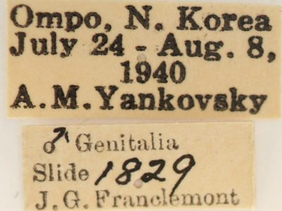 label view of adult Phalera flavescens