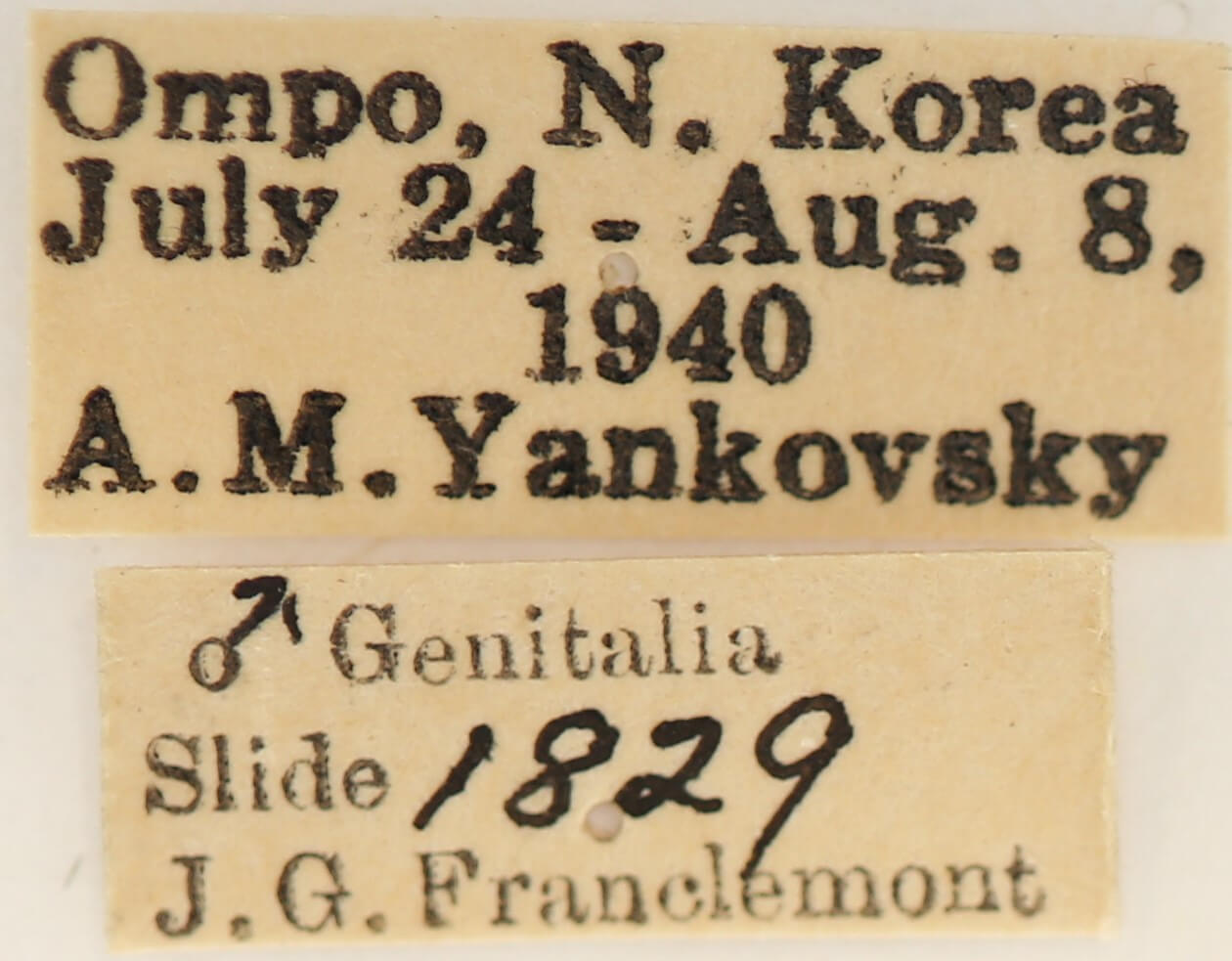 label view of adult Phalera flavescens