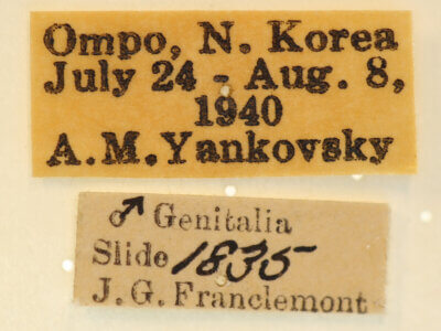 label view of adult Panthea coenobita