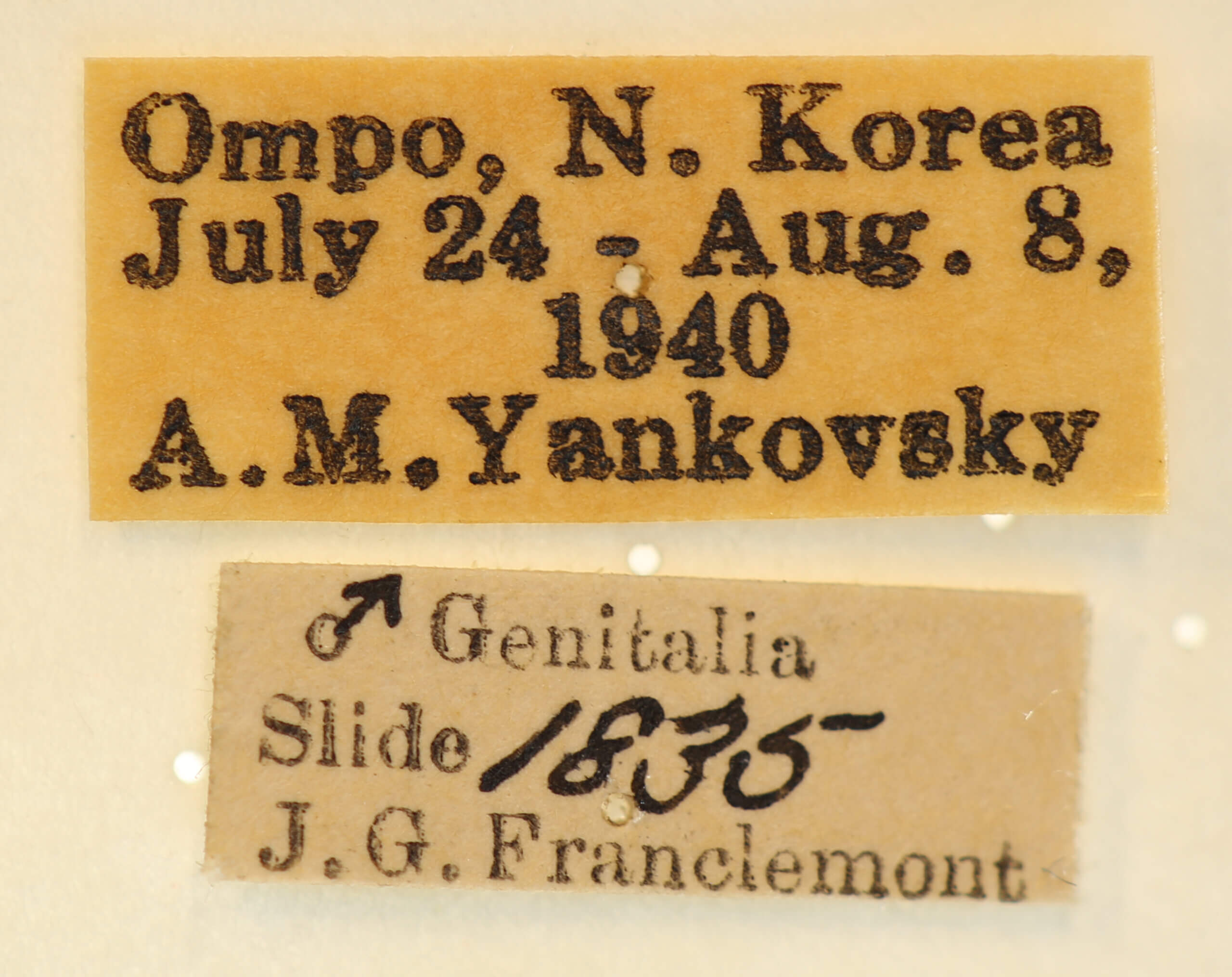 label view of adult Panthea coenobita