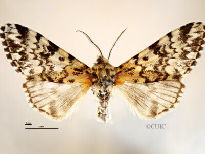 dorsal view of adult Panthea coenobita