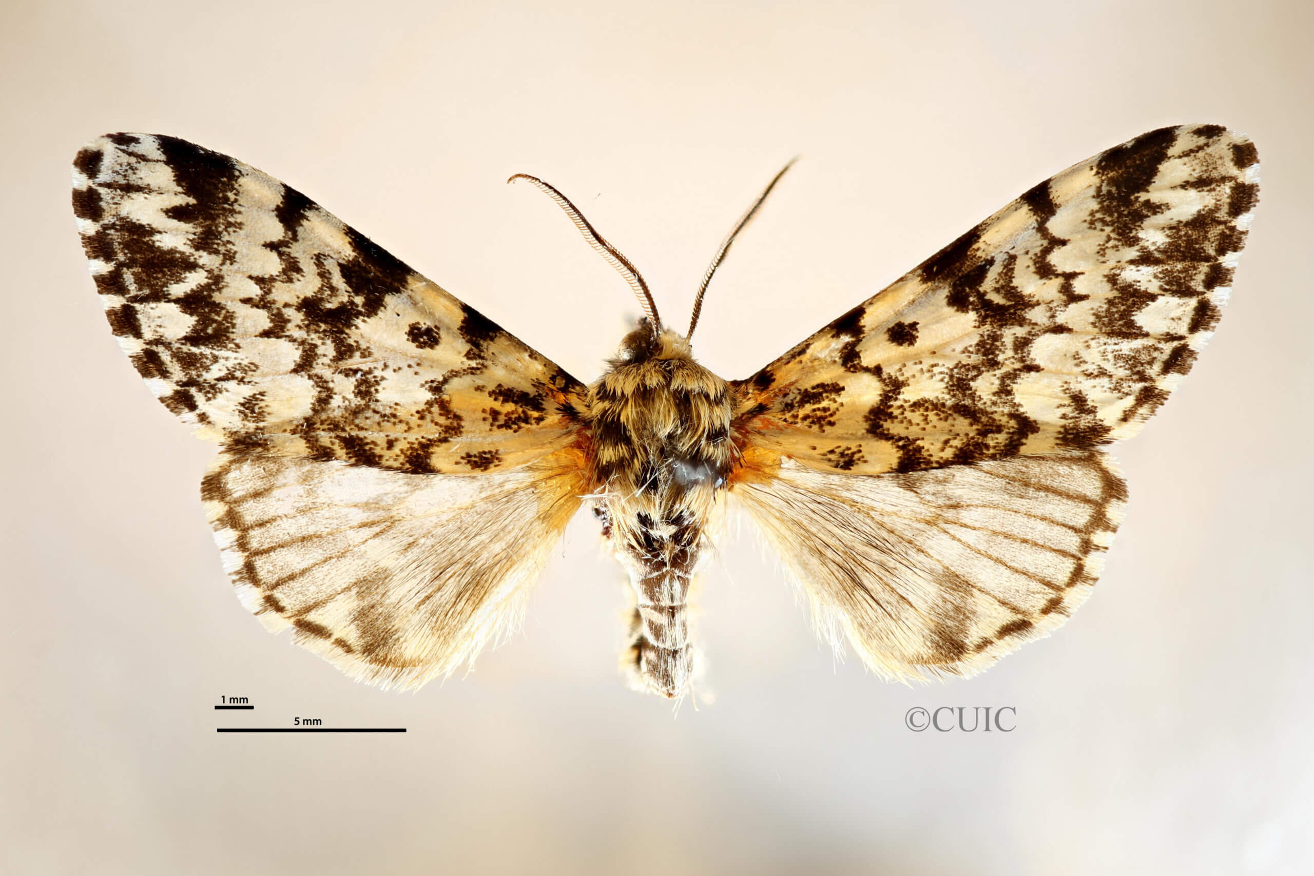 dorsal view of adult Panthea coenobita