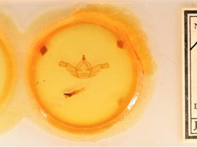 slide view of adult Nadata gibbosa