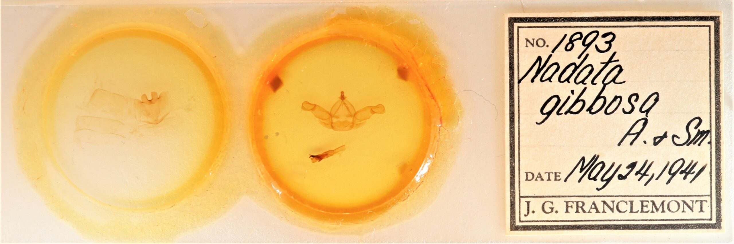 slide view of adult Nadata gibbosa