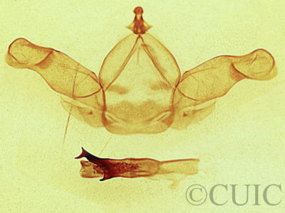 genitalia view of adult Nadata gibbosa