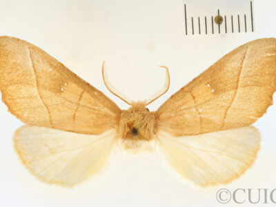 dorsal view of adult Nadata gibbosa