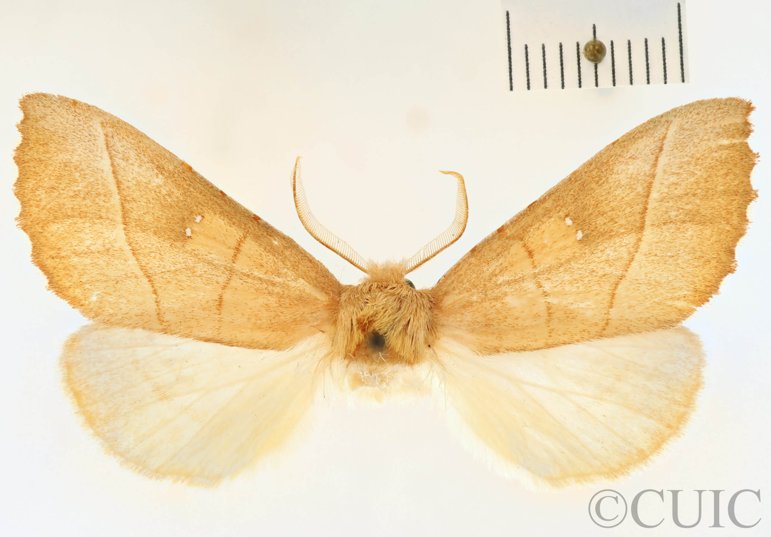 dorsal view of adult Nadata gibbosa