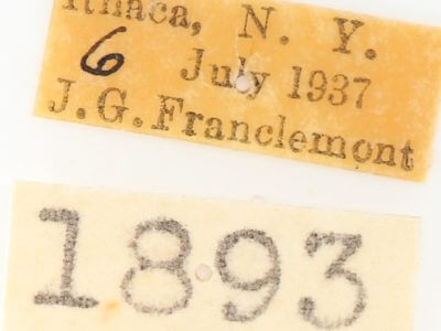 label view of adult Nadata gibbosa