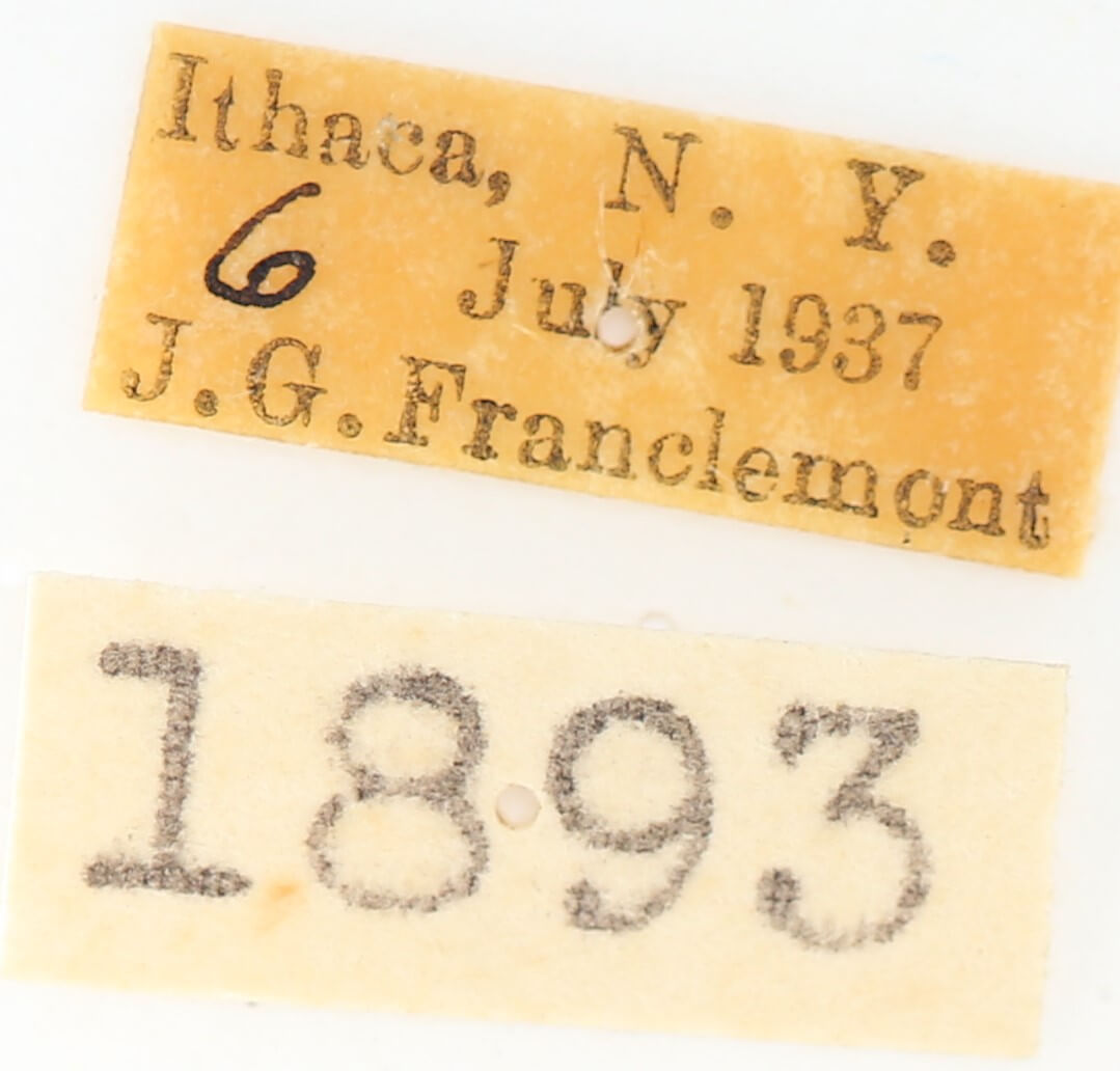 label view of adult Nadata gibbosa