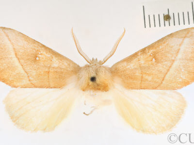 dorsal view of adult Nadata gibbosa