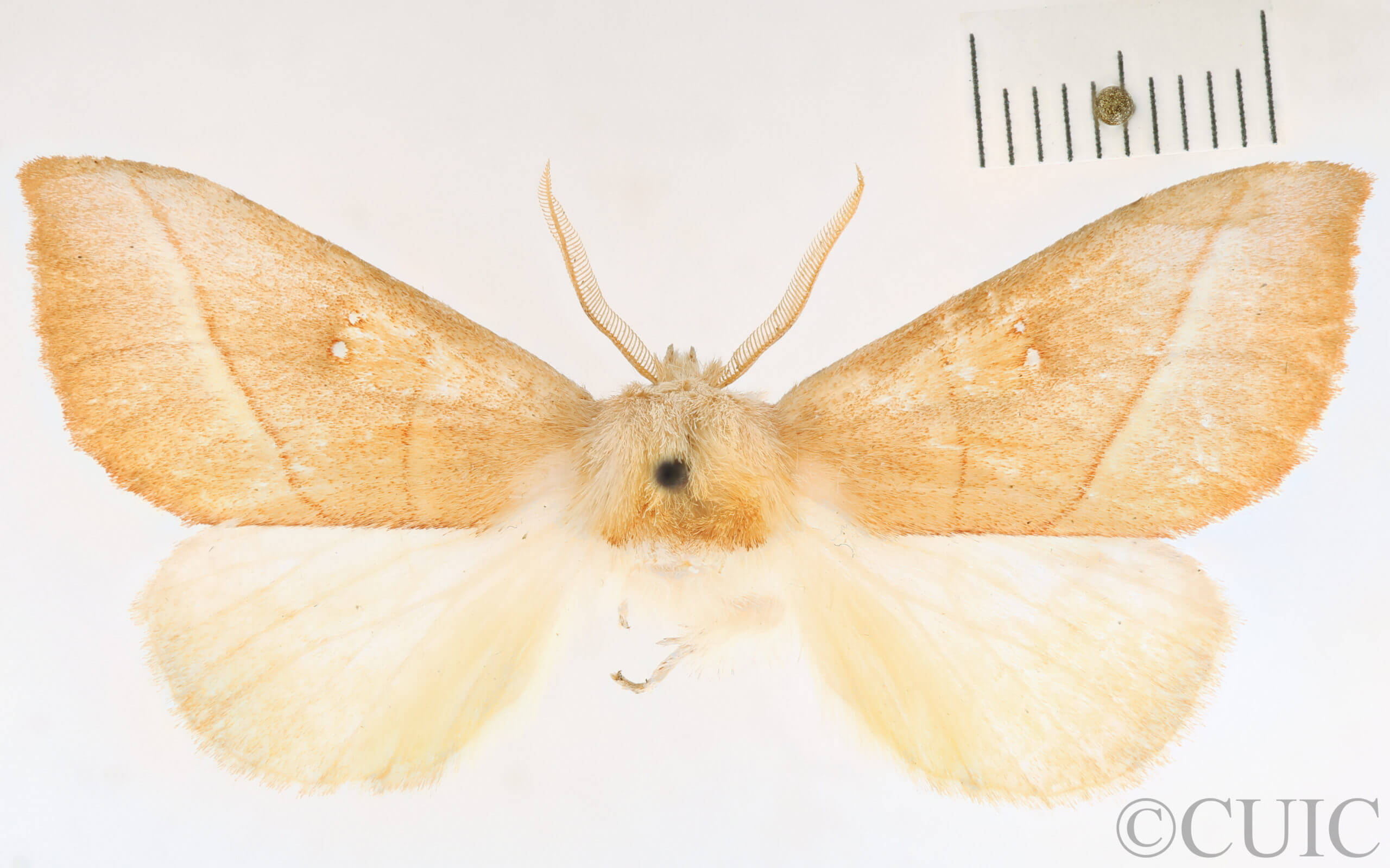 dorsal view of adult Nadata gibbosa